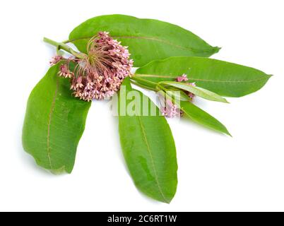 Asclepias syriaca, gemeinhin als gemeine Milchkraute, Schmetterlingsblume, Seidenkraut, seidige Schwalbenwürze. Isoliert auf Weiß Stockfoto