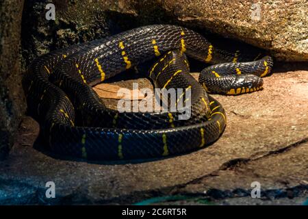 Mangrovenschlange (Boiga dendrophila) ist eine Art von Hinterbänkchen in der Familie Colubridae. Die Art ist endemisch in Südostasien. Stockfoto