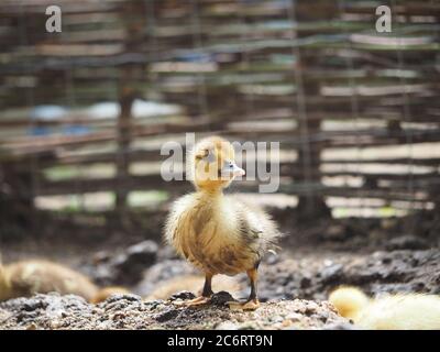 Nette kleine Enten gehen auf dem Bauernhof Stockfoto