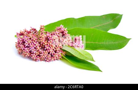 Asclepias syriaca, gemeinhin als gemeine Milchkraute, Schmetterlingsblume, Seidenkraut, seidige Schwalbenwürze. Isoliert auf Weiß Stockfoto