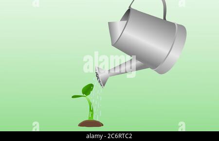 Das Wachstum des Baumes aus der jungen Pflanze. Bewässerung der Pflanzen. Stockfoto