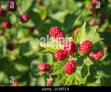 Reife Früchte und Laub von Morus Nigra. Brombeeren am Busch. Stockfoto