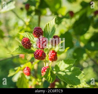 Reife Früchte und Laub von Morus Nigra. Brombeeren am Busch. Stockfoto