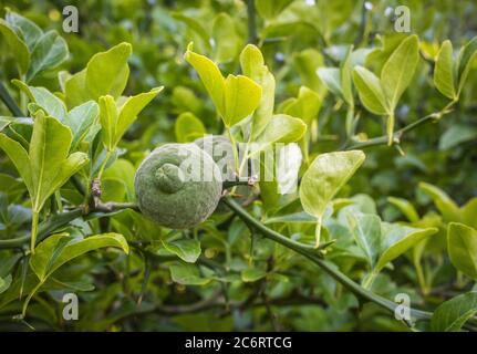 Zitrusfrüchte trifoliata oder wilde Zitrone ist eine attraktive Pflanze, blüht im Frühsommer mit duftenden Blüten und bekommt dekorative Früchte Stockfoto