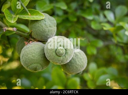 Zitrusfrüchte trifoliata oder wilde Zitrone ist eine attraktive Pflanze, blüht im Frühsommer mit duftenden Blüten und bekommt dekorative Früchte Stockfoto