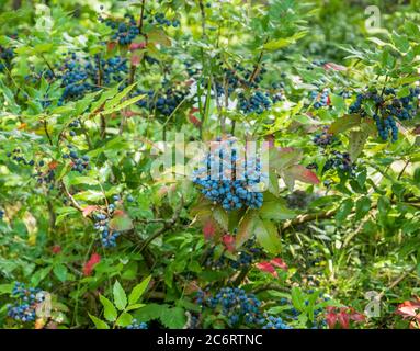 Viele wilde Beeren hängen am Ast des Baumes. Stockfoto