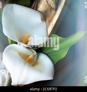 Calla Lily . Isoliert.zwei weiße Lilienblumenköpfe in Dekoration angeordnet. Bild Auf Lager. Stockfoto