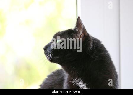 Eine schwarze Katze mit grünen Augen sitzt auf einer Fensterbank und blickt zurück auf die Straße. Selektiver Fokus Stockfoto