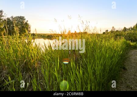 Sommer Hintergrund - Sonnenuntergang über einem ruhigen Fluss. Sonnenlicht bricht durch hohes Gras. Sommerlandschaft, Russland. Stockfoto