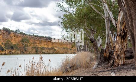 Der Fluss rote Gummibäume und rote Flussufer des Flusses Murray an Mais Island Lagoon in Waikerie South Australia am 23. Juni 2020 Stockfoto