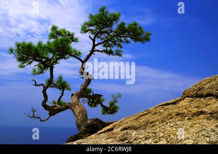 Die schöne Landschaft - die einsame Kiefer auf dem abfallenden Felsen über dem blauen Meer in Krim Stockfoto