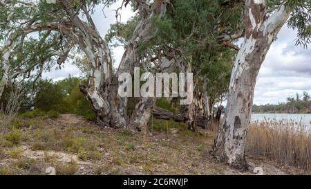 Der Fluss rote Gummibäume und rote Flussufer des Flusses Murray an Mais Island Lagoon in Waikerie South Australia am 23. Juni 2020 Stockfoto