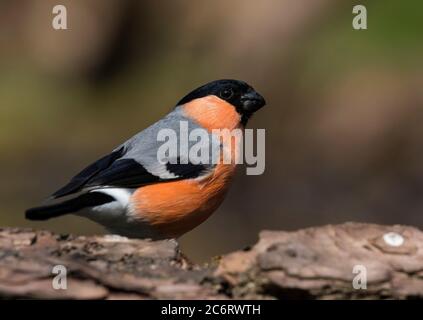 Gemeiner Bullfinch Stockfoto