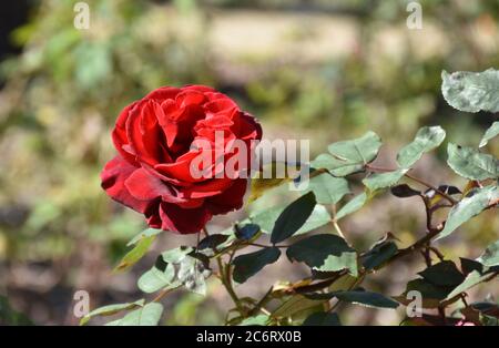 Hübsche samtig rote Rosenblüte im Garten. Stockfoto