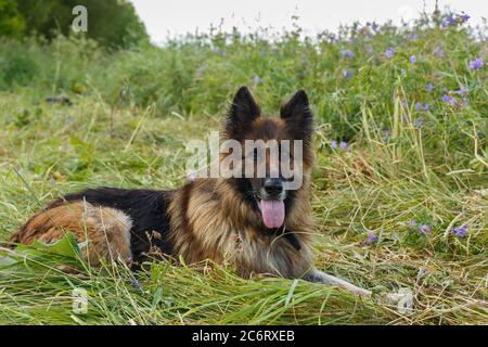 Der deutsche Schäferhund mit der Zunge liegt auf einer Blumenwiese. Stockfoto