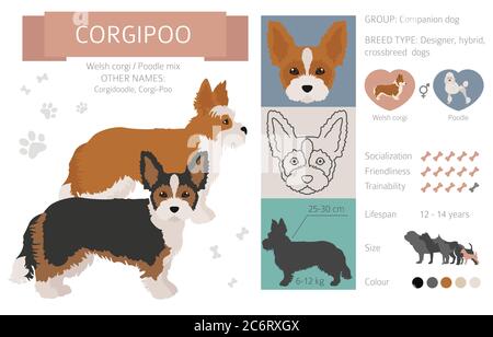 Designer Hunde, Crossbreed, Hybrid-Mix Puschen Kollektion auf weiß isoliert. Infografik zu Corgipoo Cliparts im flachen Stil. Vektorgrafik Stock Vektor