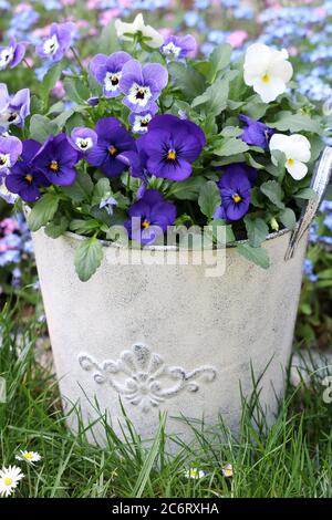 viola blüht in weiß und lila im Vintage Topf im Frühlingsgarten Stockfoto