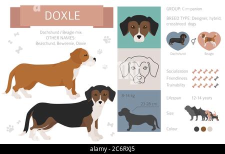 Designer Hunde, Crossbreed, Hybrid-Mix Puschen Kollektion auf weiß isoliert. Infografik zu Doxle-Cliparts im flachen Stil. Vektorgrafik Stock Vektor