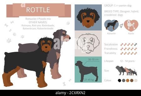 Designer Hunde, Crossbreed, Hybrid-Mix Puschen Kollektion auf weiß isoliert. Infografik zu Rottle Flat Cliparts. Vektorgrafik Stock Vektor