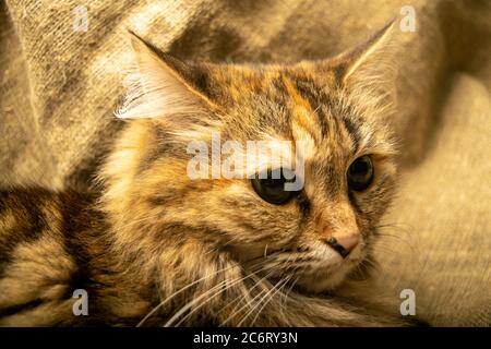 Porträt einer Katze mit Tabby Nahaufnahme. Ein Haustier ist ein Familienfavorit Stockfoto