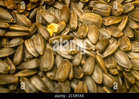 Geröstete Sonnenblumenkerne mit einer streuenden Oberflächenstruktur. Nahaufnahme Stockfoto