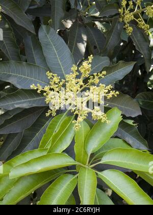 Die Mango-Blüten werden in 10-40 cm langen, endlichen Rispen produziert; jede Blüte ist klein und weiß mit fünf 5-10 mm langen Blütenblättern, mit einem milden süßen Geruch, der an Maiglöckchen anmugt. Nach dem Ende der Blüten dauert die Frucht drei bis sechs Monate, um zu reifen. Die genaue Herkunft der Mango ist unbekannt, aber die meisten glauben, dass sie in Süd- und Südostasien einschließlich Indien, Burma, Sri Lanka, Pakistan und Bangladesch aufgrund der großen Bandbreite an genetischer Vielfalt in der Region und fossilen Aufzeichnungen aus 25 bis 30 Millionen Jahren heimisch ist Stockfoto