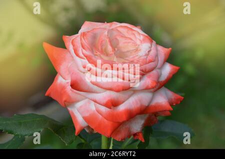 Weiße und rote Rosen blühen im Garten. Weiße und rote Rose in einem Garten. Rose Nostalgie im Garten. Stockfoto