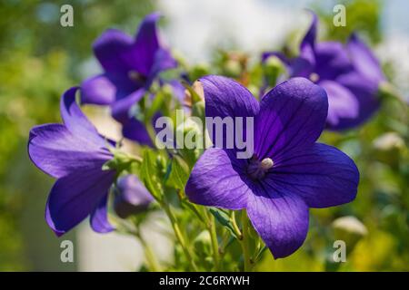 Blüten auf einer mehrjährigen blau-violetten Campanula carpatica Pflanze aus der Familie der Campanulaceae, auch bekannt als die Tussock-Glockenblume, American Harebell, C. Stockfoto