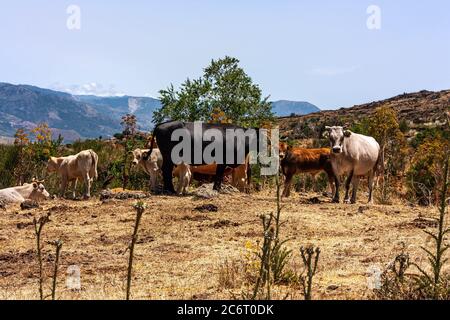 Die Herde der Kühe grast auf den Hügeln mit Gras in der Sonne getrocknet. Malerische Hügellandschaft an den Hängen des Ätna. Stockfoto