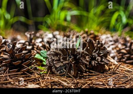 Tanne oder Kiefer Zapfen auf den Wald gefallen Tanne Zapfen Nadeln Boden. Natur Wald heiraten Weihnachten Hintergrund. Selektiver Fokus Stockfoto