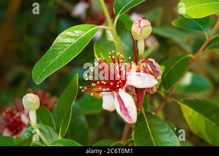 Blüht auf einer Acca sellowiana, einem immergrünen, mehrjährigen Strauch oder kleinen Baum. Auch Feijoa, Ananas Guava und Guavasteen genannt. Anbau in Friaul, Ital Stockfoto