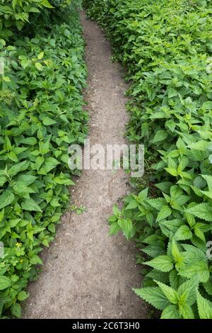 Fußweg im Wald umgeben von Brennnesselpflanzen Urtica dioica Stockfoto