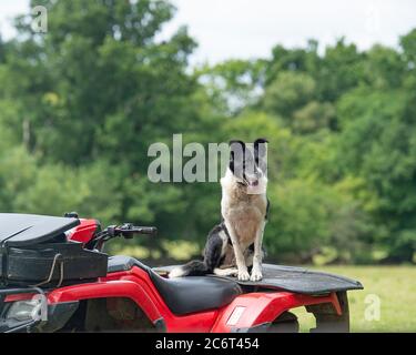 Schafhund Border Collie auf einem Quadbike Stockfoto