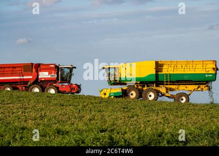 Anglian Pea Growers Bawdsey Suffolk Großbritannien Stockfoto