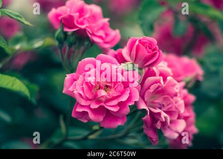 Gartenrosen, Rosenbusch, rosa Blumen im Garten, bunte Naturhintergründe. Helle Blumentapete. Moderne Hecke. Selektiver Fokus Stockfoto