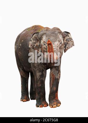 Happy Asian Elephant Kalb bei einem natürlichen Salz lecken an einem regnerischen Tag, isoliert auf weißem Hintergrund mit Clipping Pfad. Stockfoto