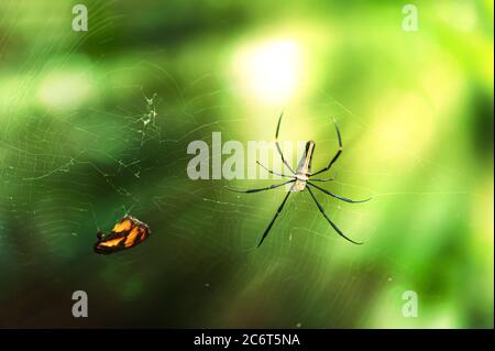 Goldene Orb-Netz Spinne fing einen Monarchen Schmetterling. Konzentrieren Sie sich auf Spider. Khao Yai Nationalpark, UNESCO-Weltkulturerbe, Thailand. Stockfoto