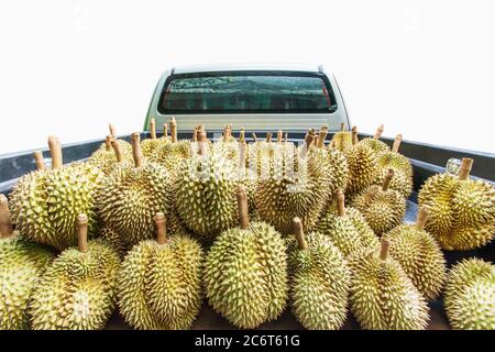 Pickup-LKW voller frischer Durians, König der Früchte in Südostasien. Saisonale Durian-Frucht-Ernte. Isoliert auf weißem Hintergrund mit Beschneidungspfad. Stockfoto