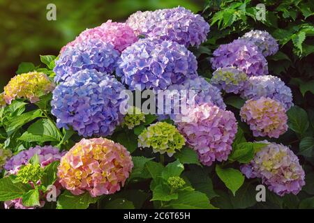 Bunte Blüten der Hortensien ( Hortensia macrophylla ) Stockfoto