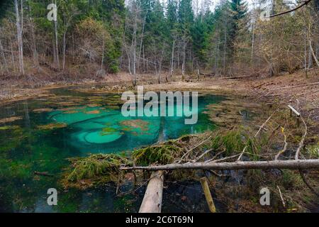 Saula blauen Quellen Teich (siniallikas). Ruhige blaue und grüne Grade von klarem Wasser und Algen. Stockfoto