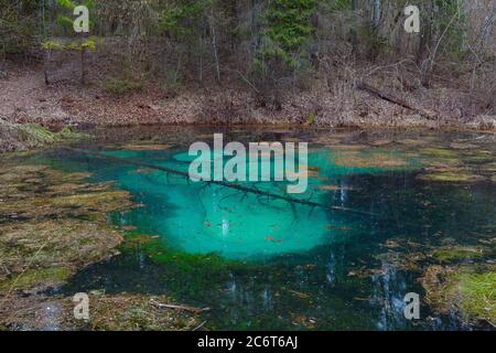 Saula blauen Quellen Teich (siniallikas). Ruhige blaue und grüne Grade von klarem Wasser und Algen. Stockfoto