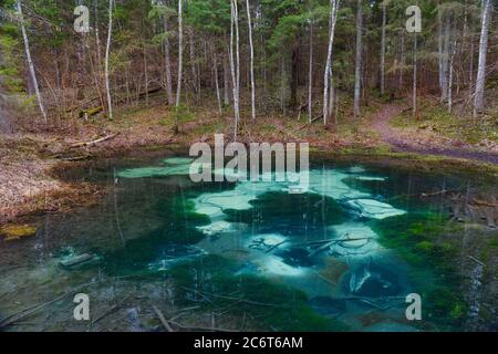 Saula blauen Quellen Teich (siniallikas). Ruhige blaue und grüne Grade von klarem Wasser und Algen. Stockfoto