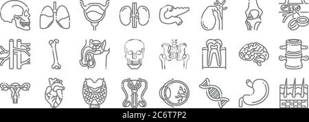 Menschliche Organe Linie Symbole. Lineare Satz. Qualität Vektor-Linie Set wie Haut, dna, Fortpflanzung, Gebärmutter, Gehirn, Fortpflanzung, Blutzellen, Bauchspeicheldrüse, Lunge Stock Vektor