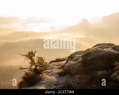 Einone Kiefer über einem Felsen in den Bergen bei Sonnenaufgang. Gebrochener wilder Pinie Bonsai Baum. Falltal voller Nebel und hoher Luftfeuchtigkeit. Stockfoto