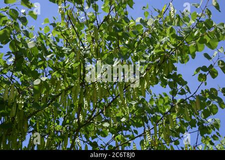 judas-Baum mit grünen Früchten vor blauem Sommerhimmel Stockfoto