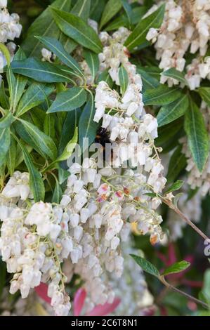 Pieris 'Forest Flame' blüht mit Hummel. Stockfoto