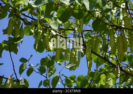 cercis siliquastrum Samen und Blätter im Sommer Stockfoto