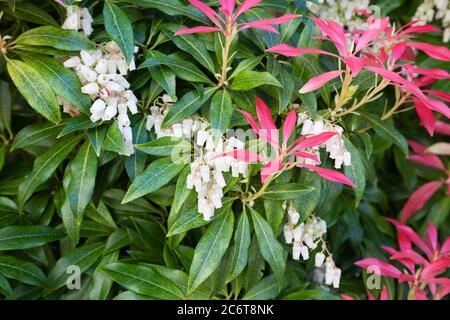 Pieris 'Forest Flame' blüht mit roten neuen Blättern. Stockfoto