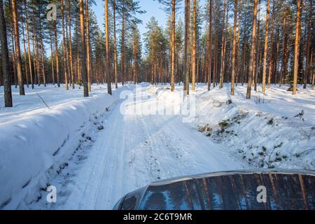 Winter Holzfällerstraße durch Kiefernwald ( Pinus Sylvestris ) , Finnland Stockfoto