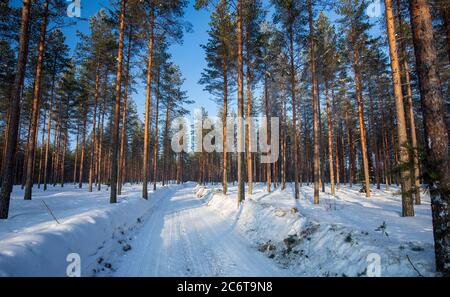 Winter Holzfällerstraße durch Kiefernwald ( Pinus Sylvestris ) , Finnland Stockfoto
